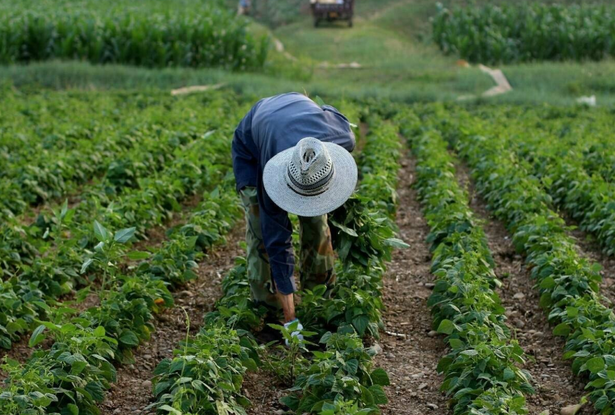 黑豆栽培 - 2020年最新商品信息聚合专区 - 百度爱采购