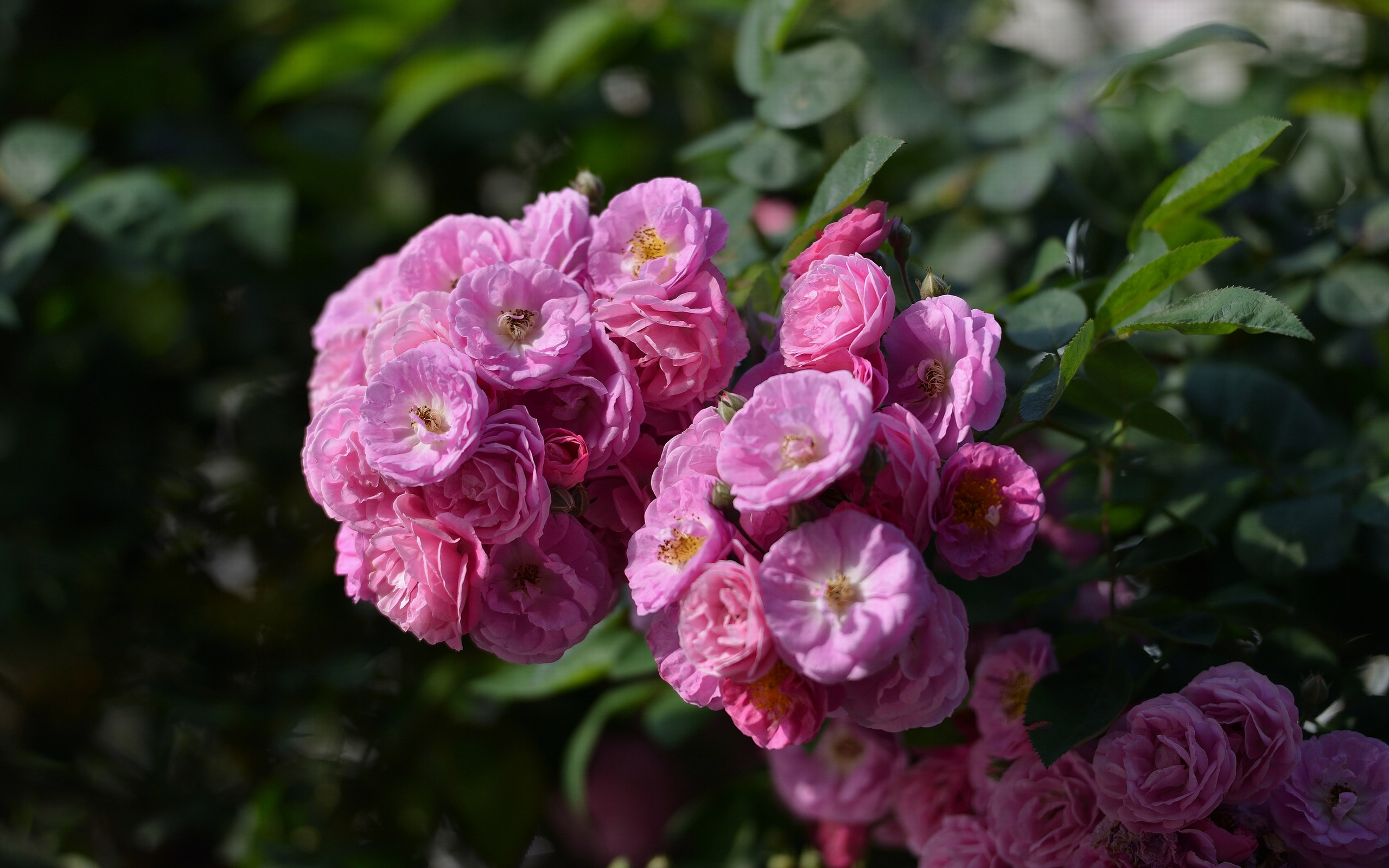 朋友圈早安正能量语录,句句走心,引人共鸣!