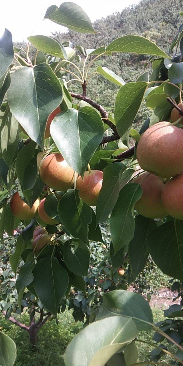 东北特产——南果梨,不尝不知道,果子也能吃出酒香