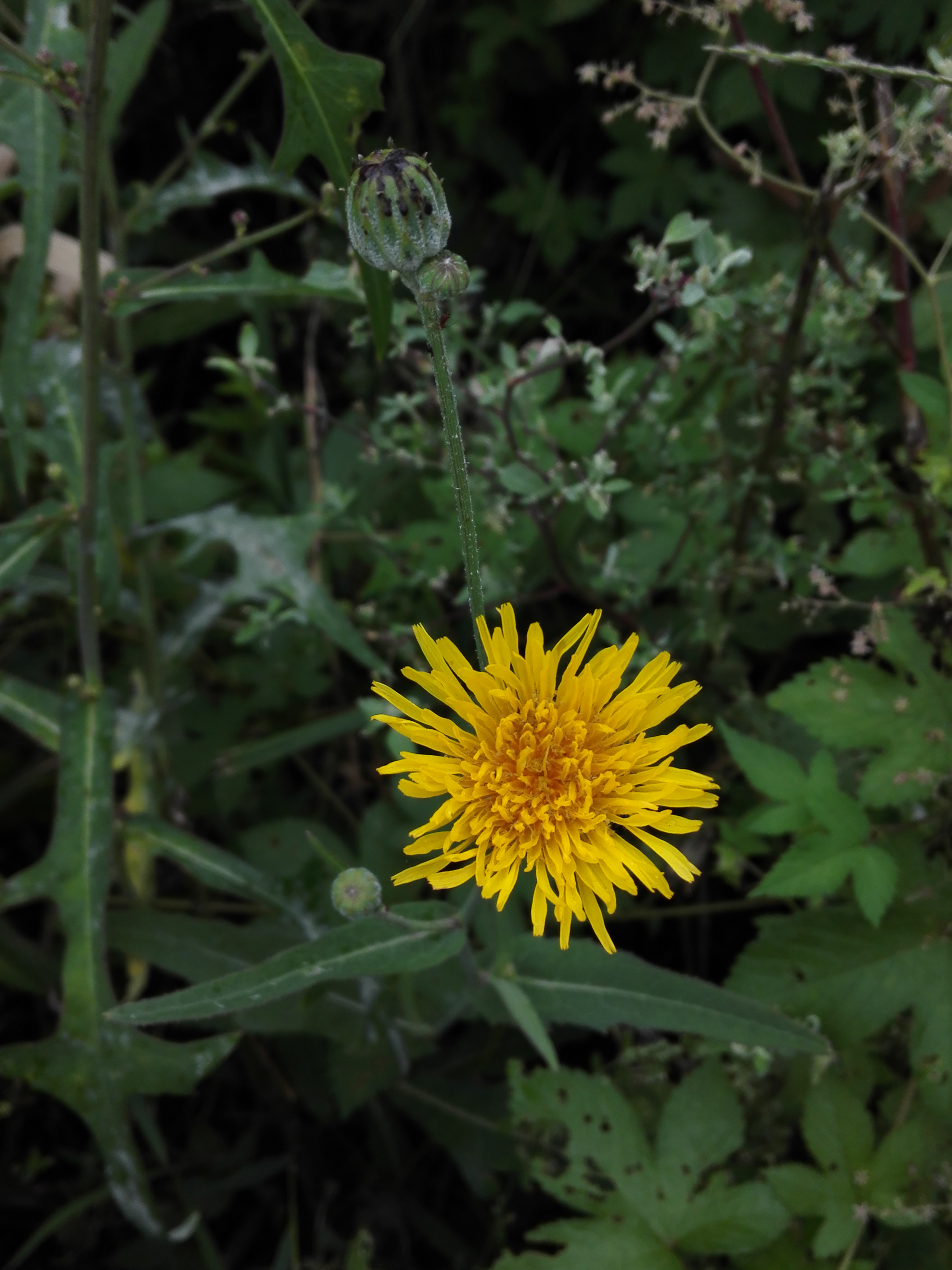 苣荬菜,又叫败酱草. 转载自百家号作者:点墨留芳