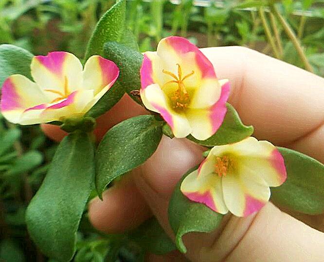 你是花我是那种子 - 2020年最新商品信息聚合专区 - 百度爱采购