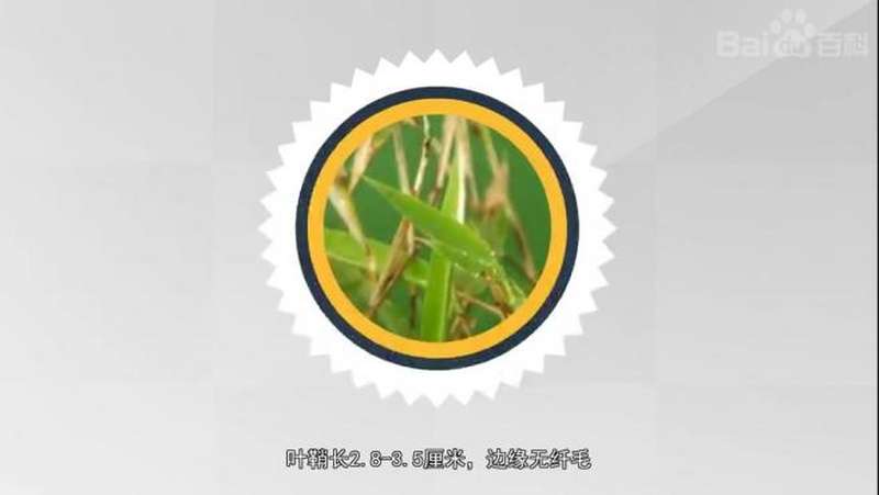 原来神农箭竹长这样,生活,园艺,好看视频