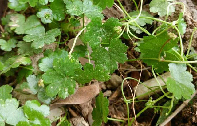 农村人人识的一种"野草",见着它一定得摘,价值高用处不小