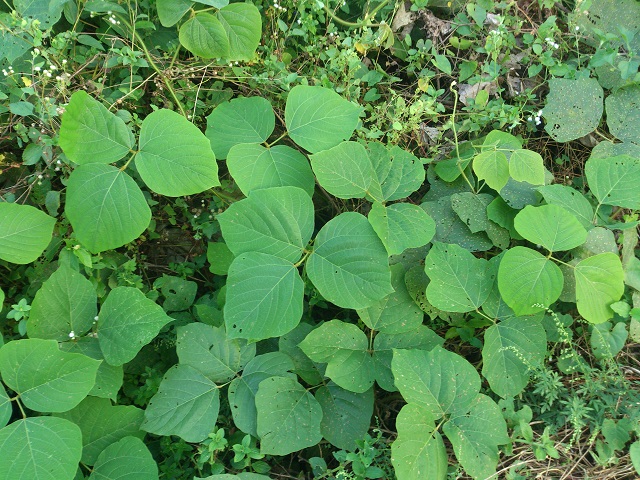 这种植物的根,非常珍贵,过去曾是穷人的食物,如今倍受女性青睐