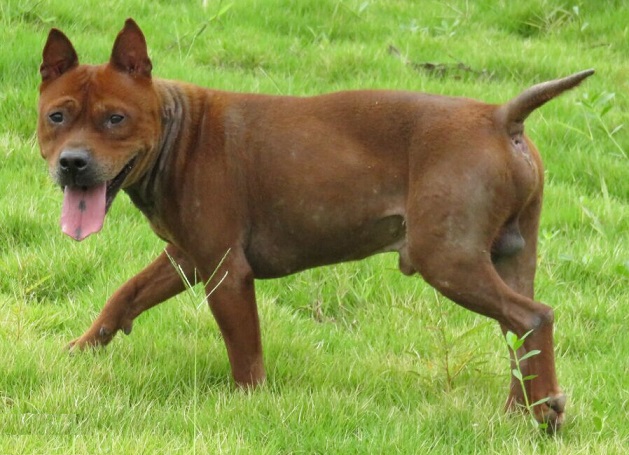 国产犬中的"攻击机—川东猎犬