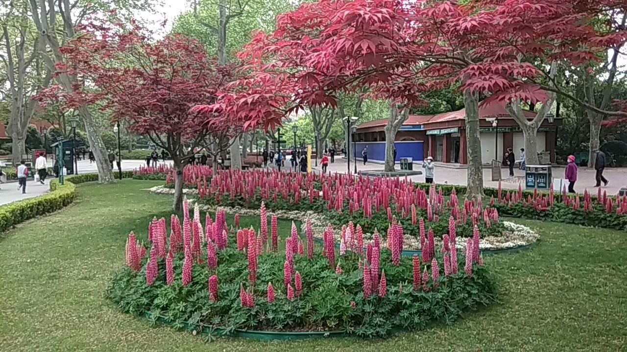 火红火红的鸡冠花,象征着我们美好的生活