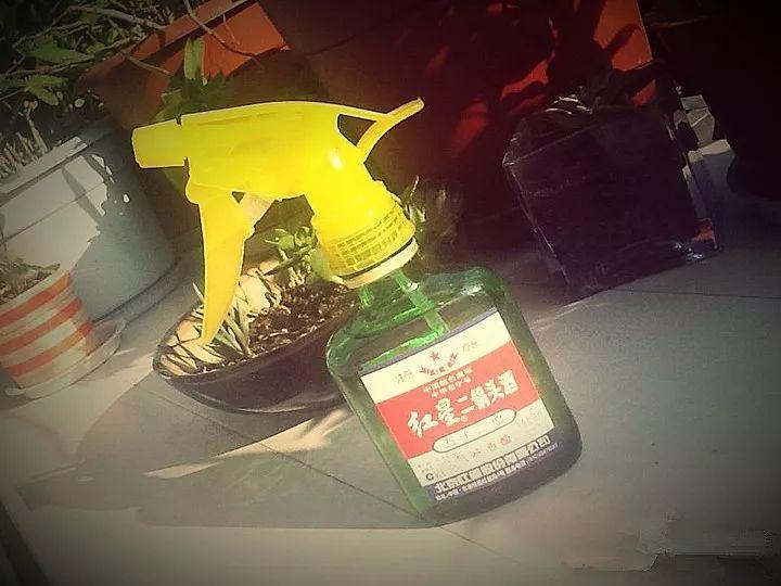 10种自制杀虫水,啥花都能用,叶子喷一喷,一次就见效!