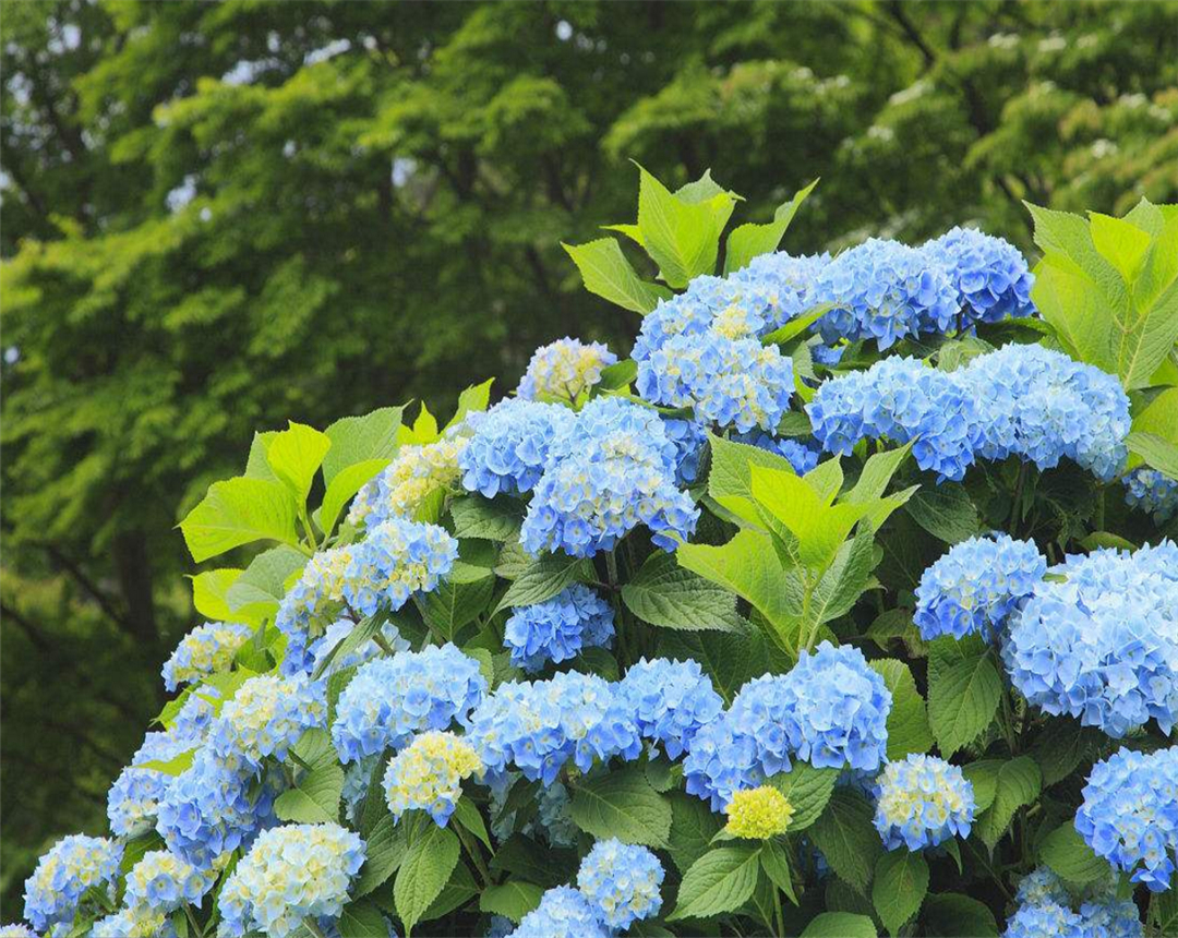 八仙花在冬季的时候应该怎样养护?这几点很关键!