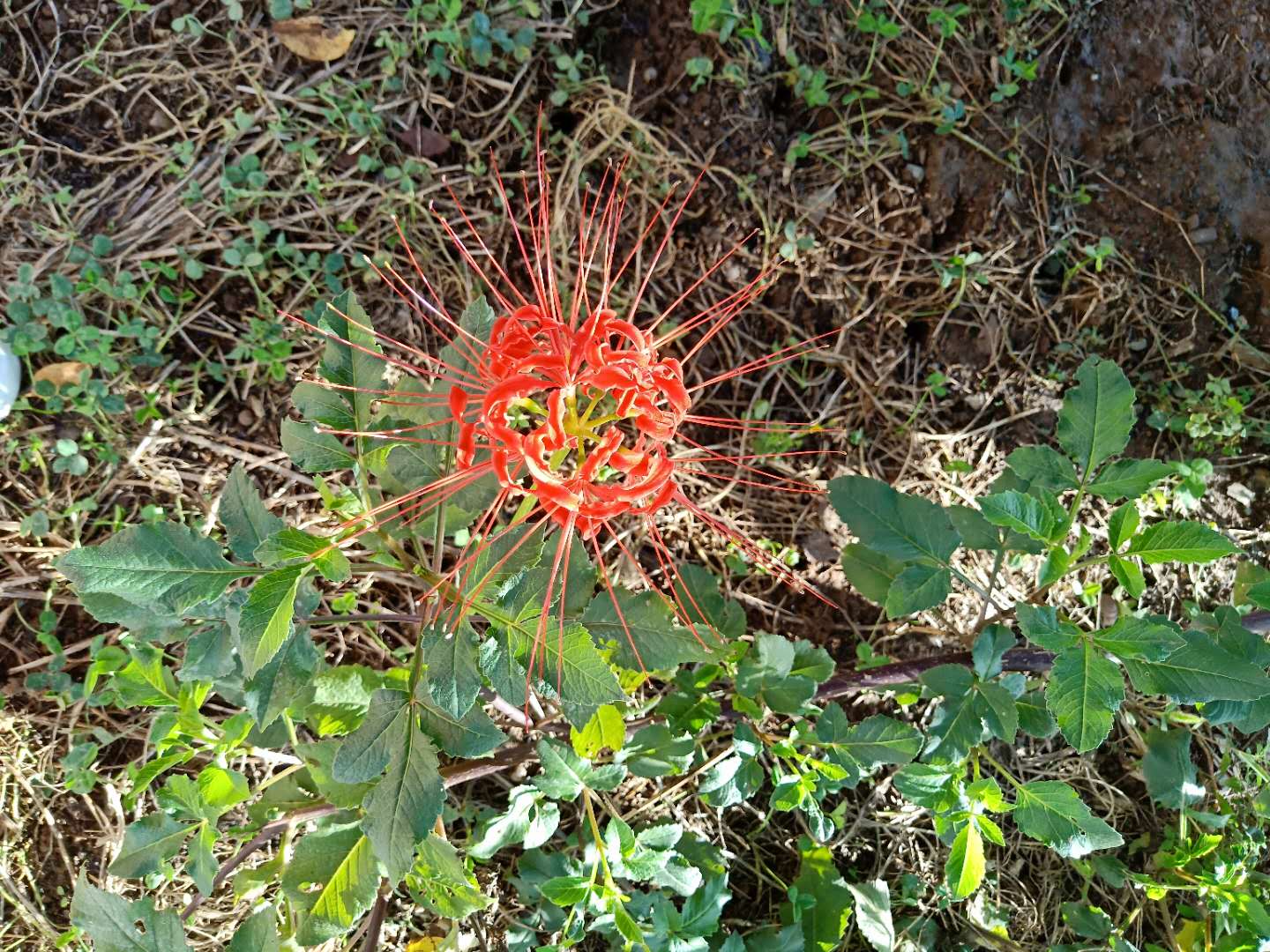 彼岸花开,离人已逝 那最真挚的情感,是掩于岁月始于脚下的旅行