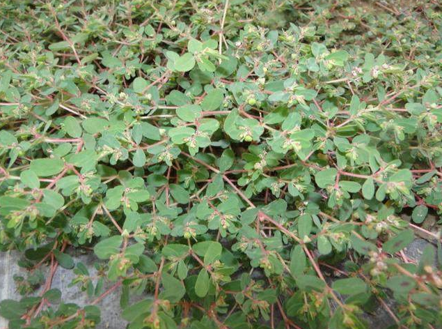 农村一种"千根草",花朵簇生,茎条平卧,可食可药用