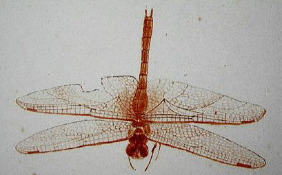 88岁齐白石画蜻蜓,放大看到翅膀残缺,网友感叹:活的照相机