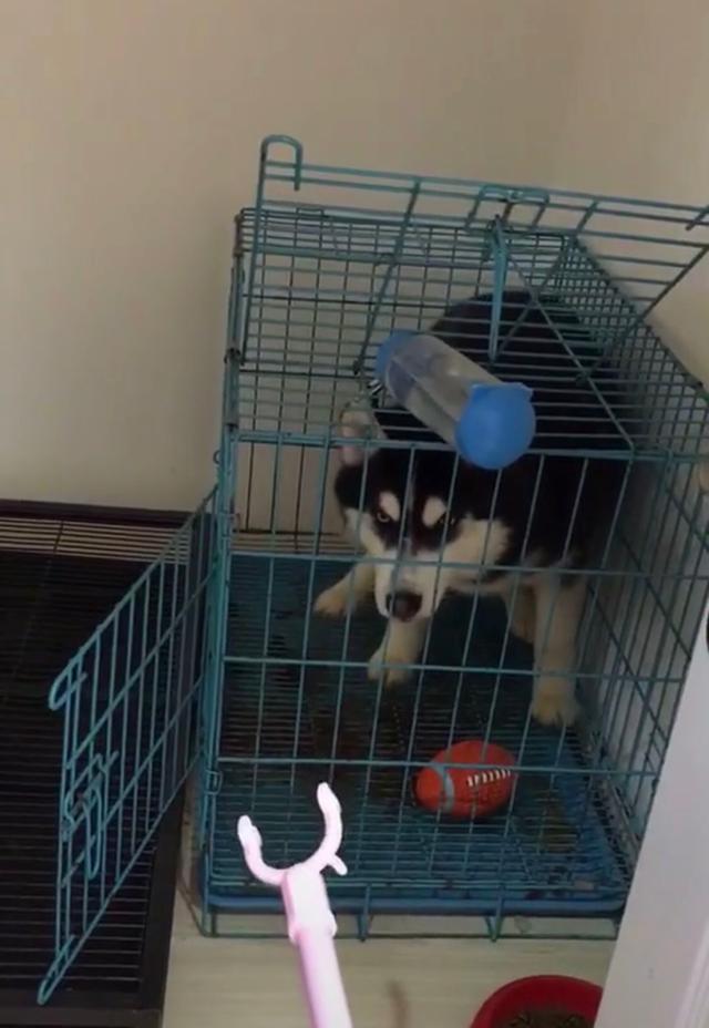 网友给出训练哈士奇的妙招:打一顿,如果一顿不行就打两顿