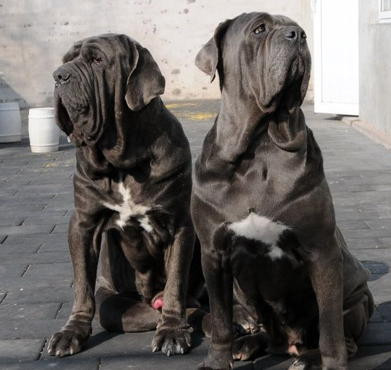 犬类中的暗黑武士,来自于意大利的拿破仑獒犬