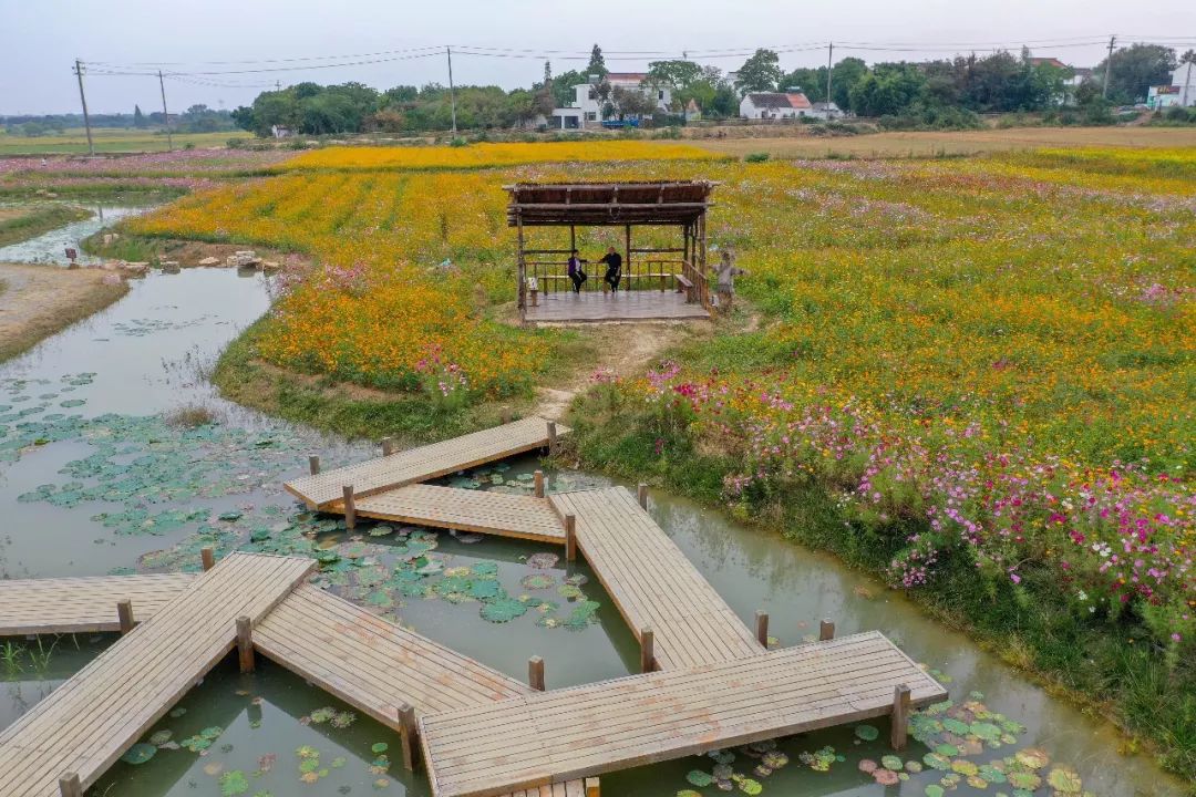 溧阳别桥原乡秋季花海又来了!