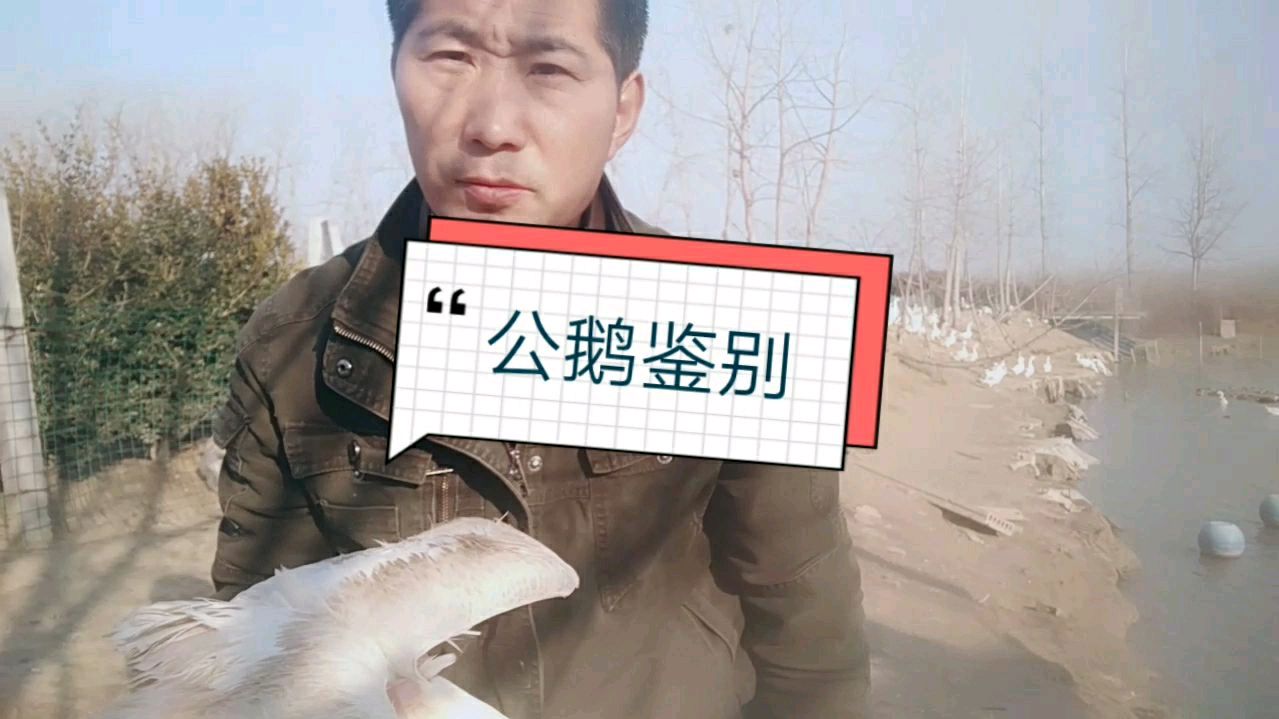 公母鹅如何分辨,17年养鹅人教你准确的鉴别方法