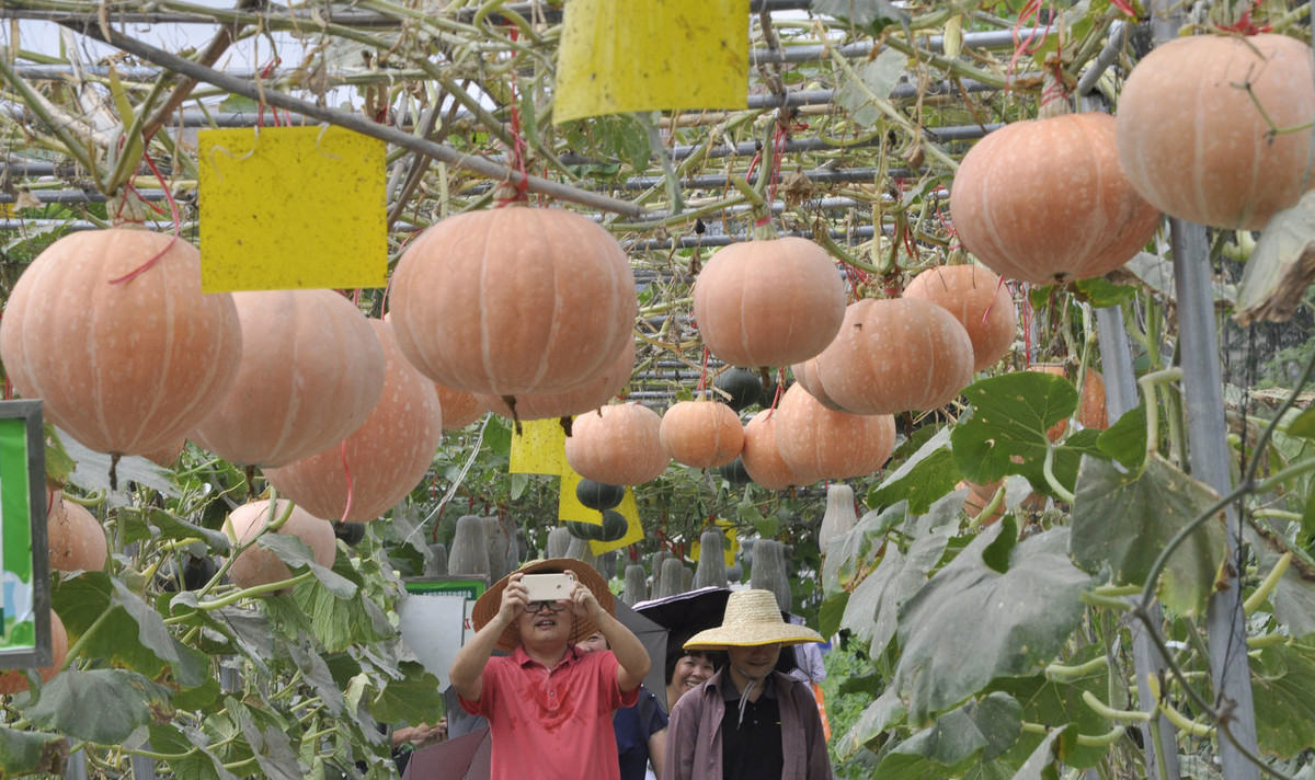 南瓜種植需要搭架子嗎?什麼時間種植?