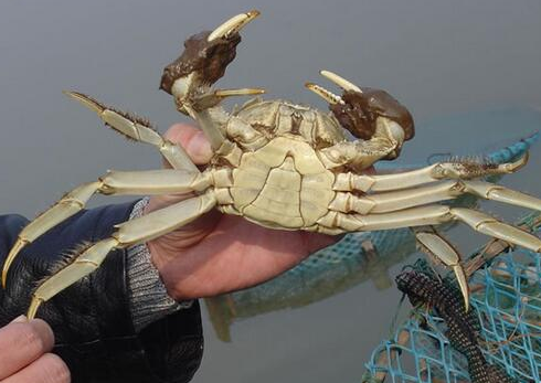 螃蟹养殖的技术性问题