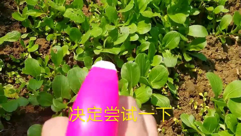 菜地里的青菜被虫子吃了不少,自制辣椒水灭虫剂,会有效果吗