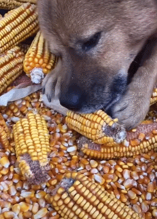 狗狗会剥玉米,干净利落,速度惊人,主人竖起大拇指