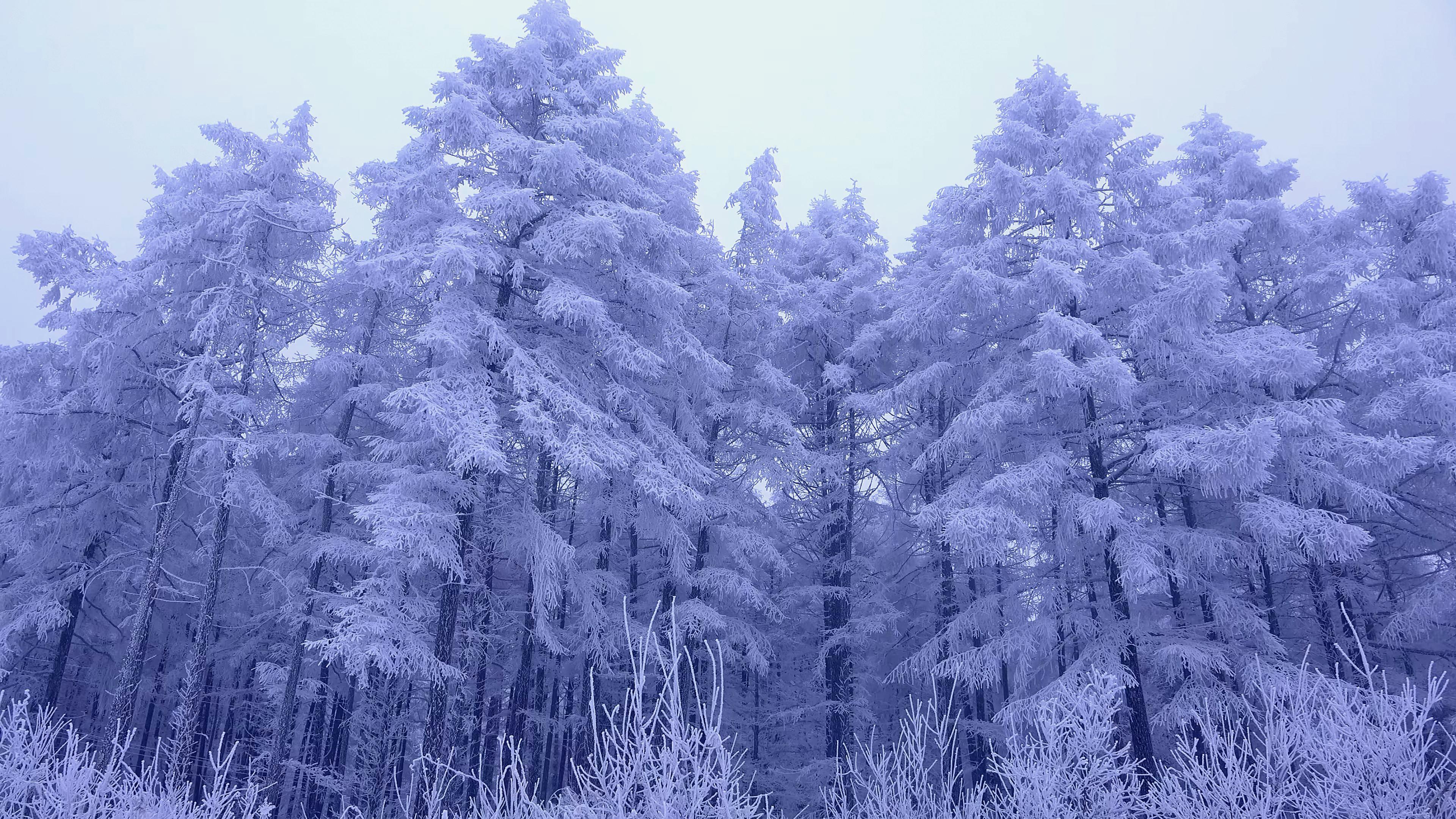 看看风景 雪 树林