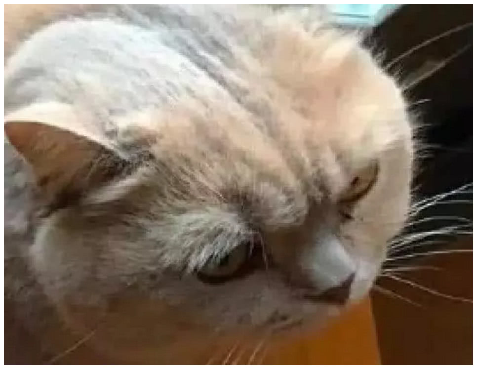 主人回家找不到胖猫,抬头一看笑喷了:性感小肚腩快掉下来了!