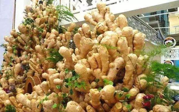 阳台盆栽的姜一年比一年收获多,我的"一桶姜山"指日可待