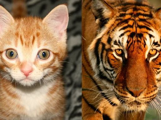 老虎幼崽和猫对比图片