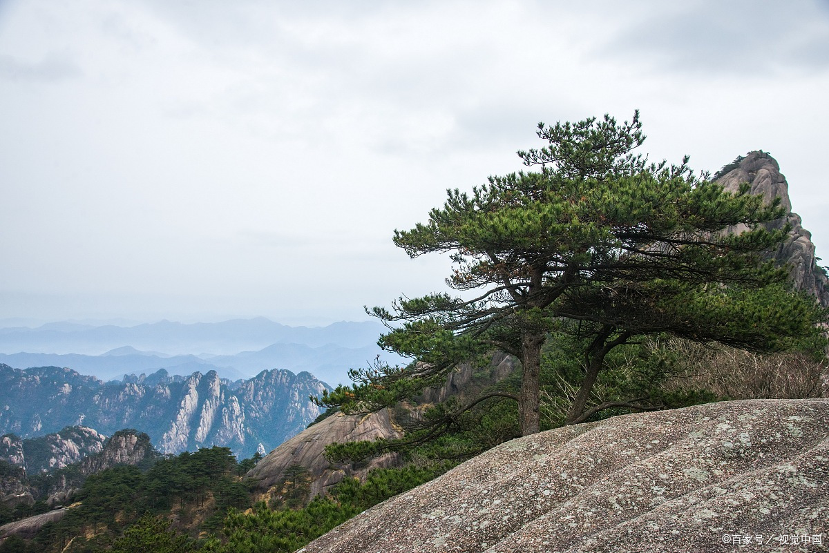 关于寿比南山不老松的诗句