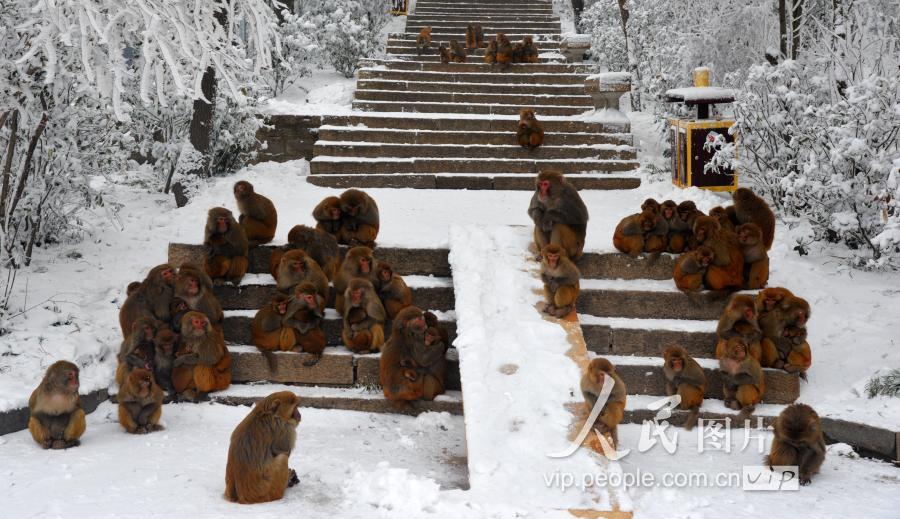 2019年1月5日,连云港市花果山景区的猕猴们在雪中依偎在一起抱团取暖.