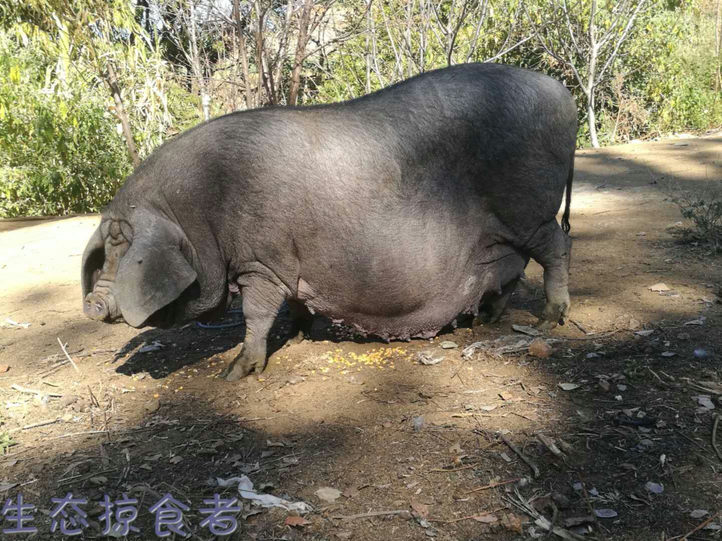 白毛猪何时进入中国图片
