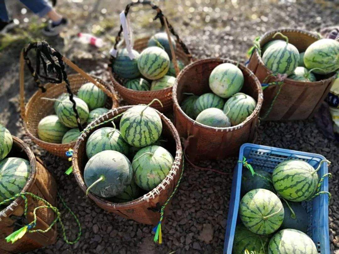 高山西瓜栽培,好处有这些,值得一看的栽培技术