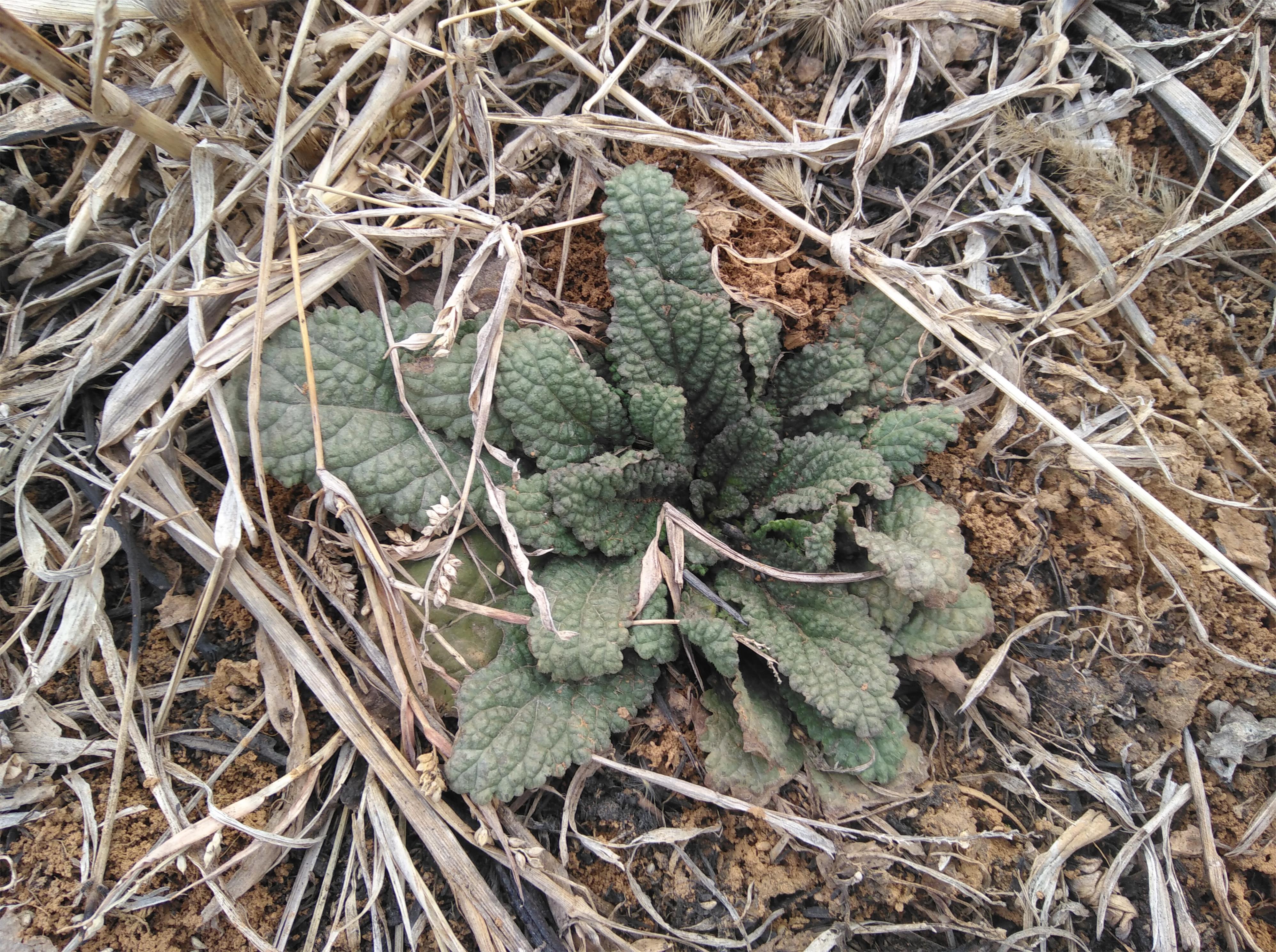 虾蟆草 转载自百家号作者:三农轩辕剑