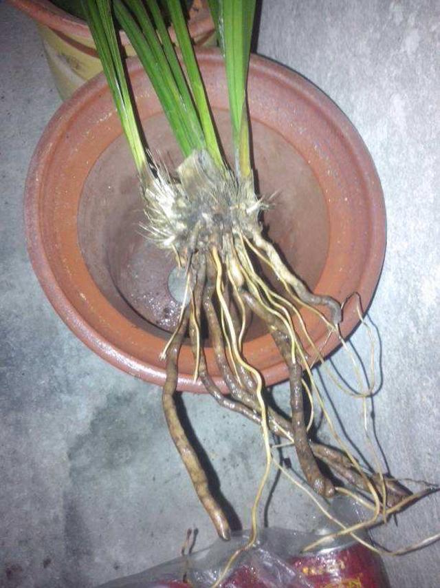 兰花烂根空根的原因和预防方法详解