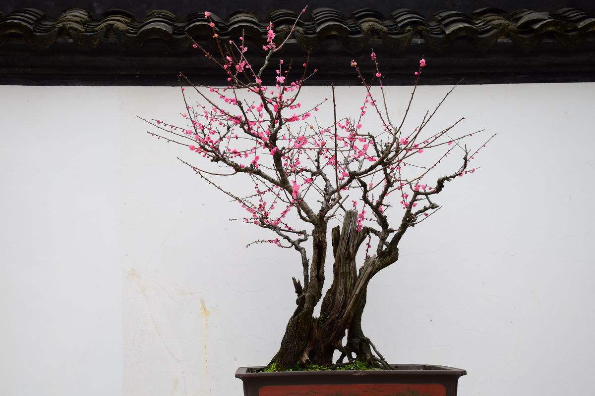 梅花- 热门商品专区