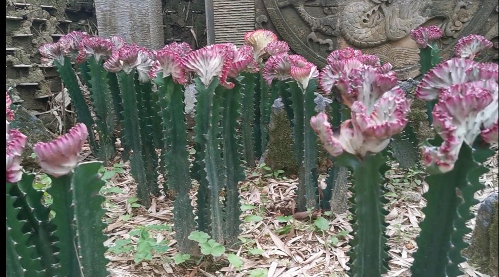 仙人镜,团武扇仙人掌,量天尺,白毛柱,擎天柱,鼠尾掌,龙骨,绿春风,剑花