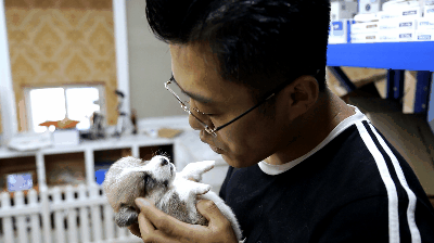 每天牵n只柯基逛街啥感觉?来听这位青岛小哥的故事