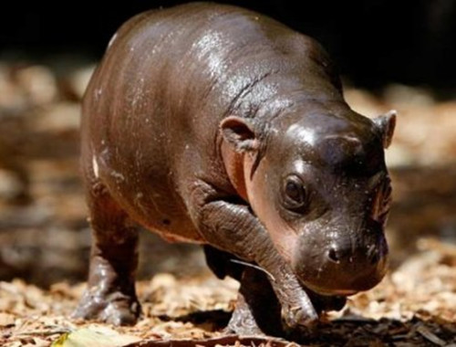 小河马歪着头卖萌,网友看到后,都说要一起组队去看它