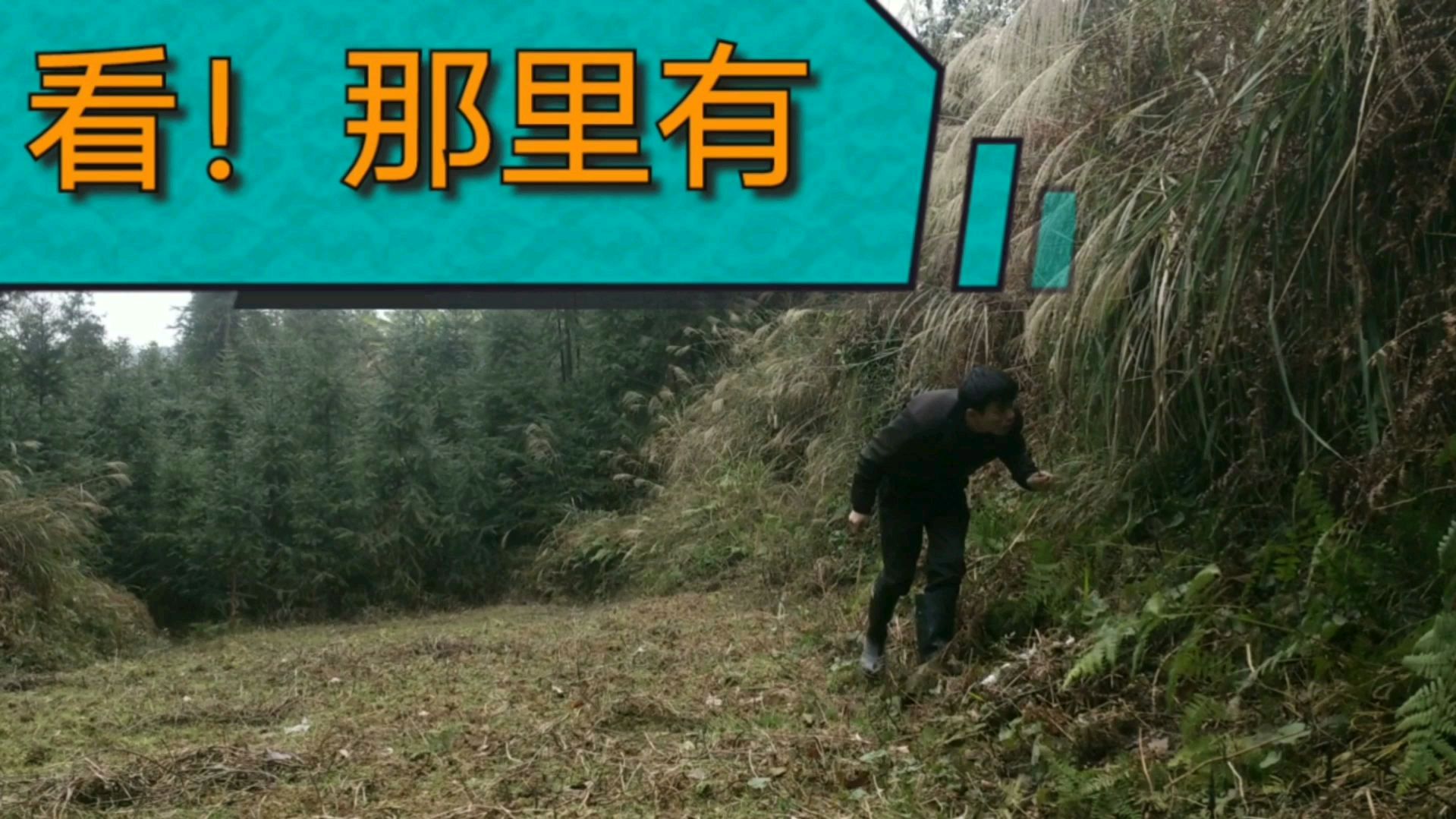 蕨菜有多种,农村小伙摘绿色的一种。当地叫白色蕨菜,大家吃过吗