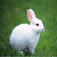 奋斗的小白兔
