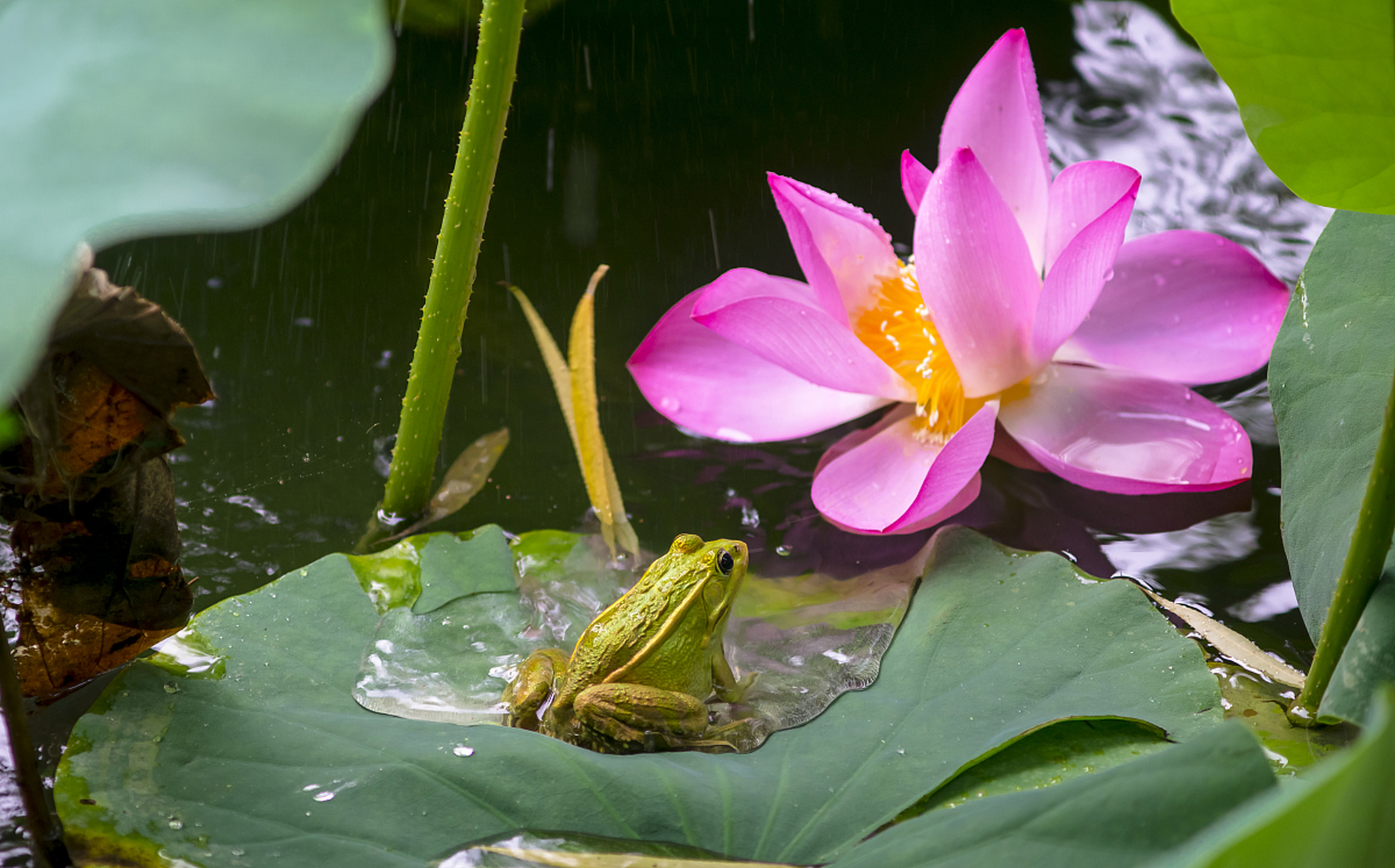 在夏日炎炎的午后,一片池塘中的荷叶上,一只青蛙静静地趴着,享受着这