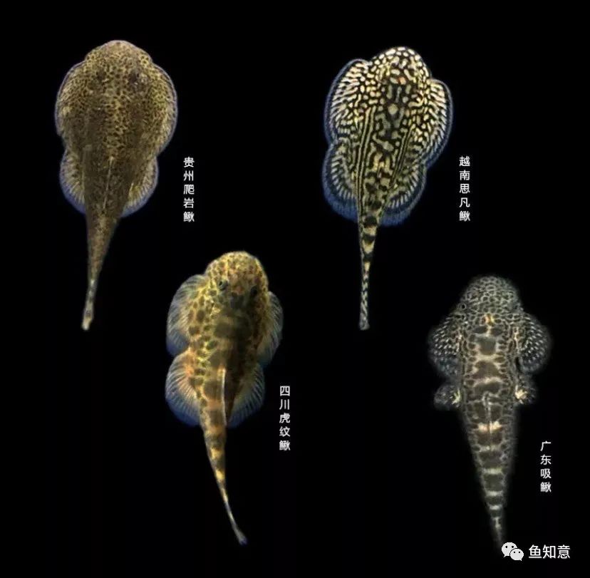 贵州爬岩鳅