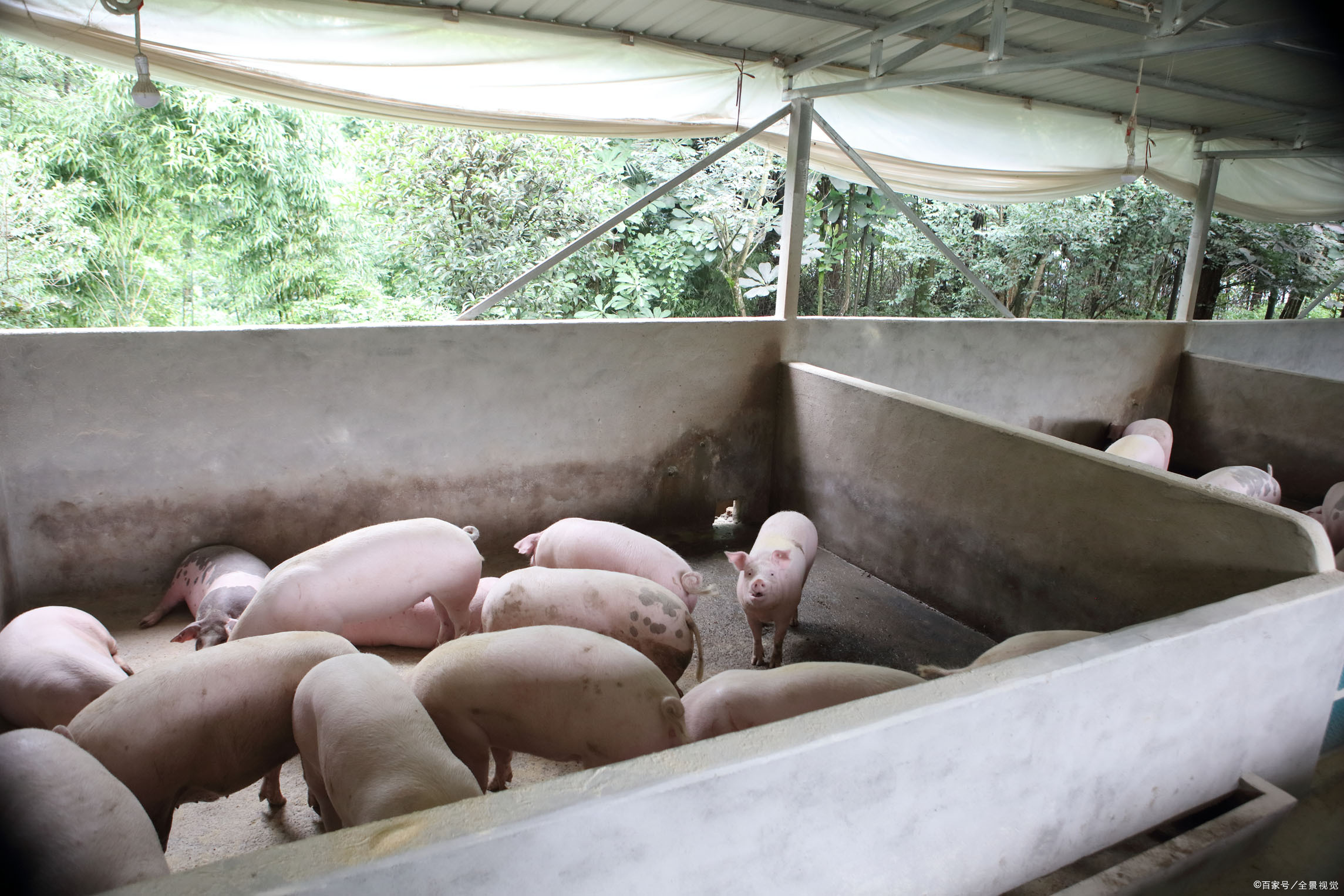 大棚- 热门商品专区