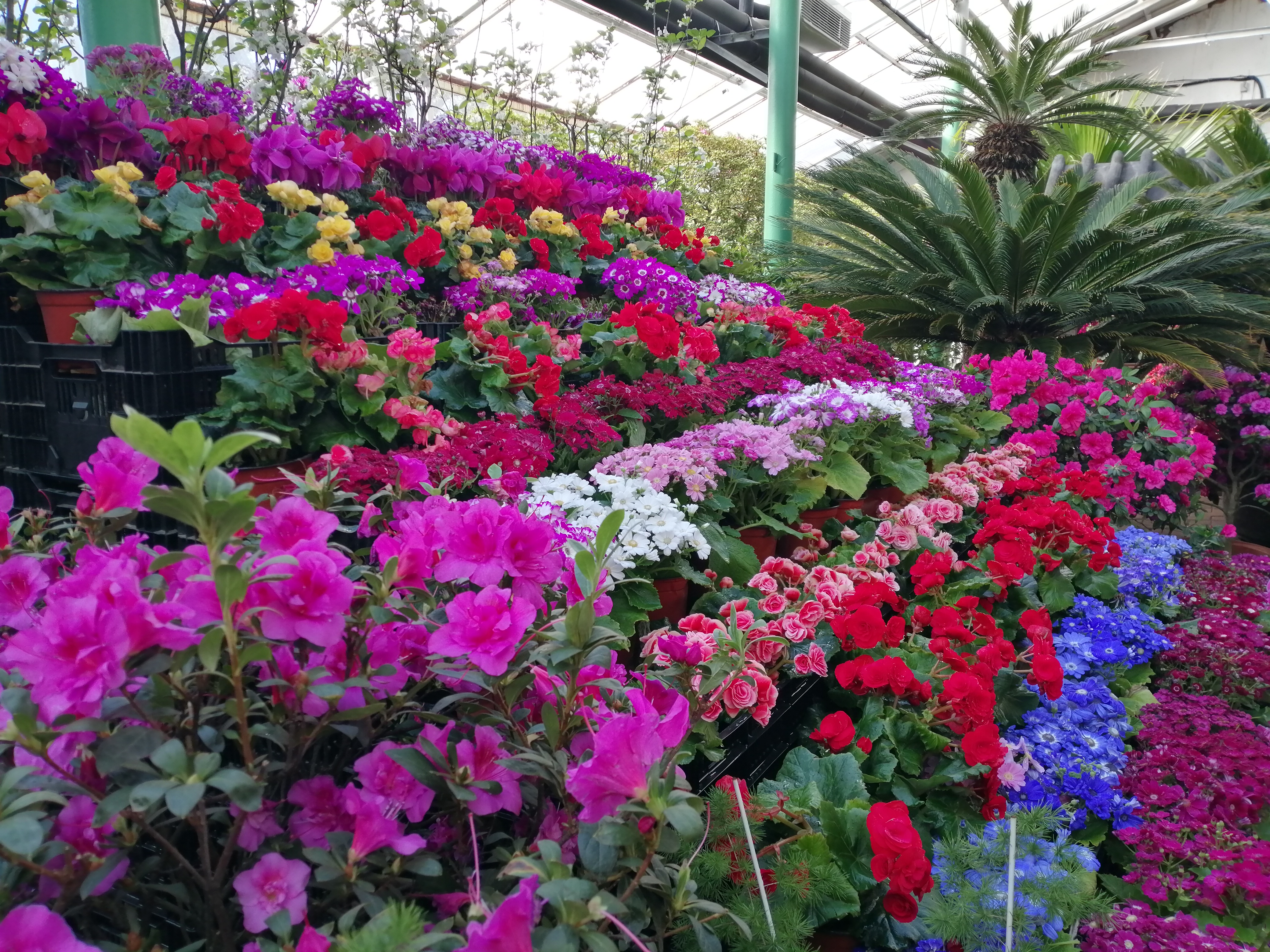 吉林江南公园迎春花展举行,群花争艳迎新春