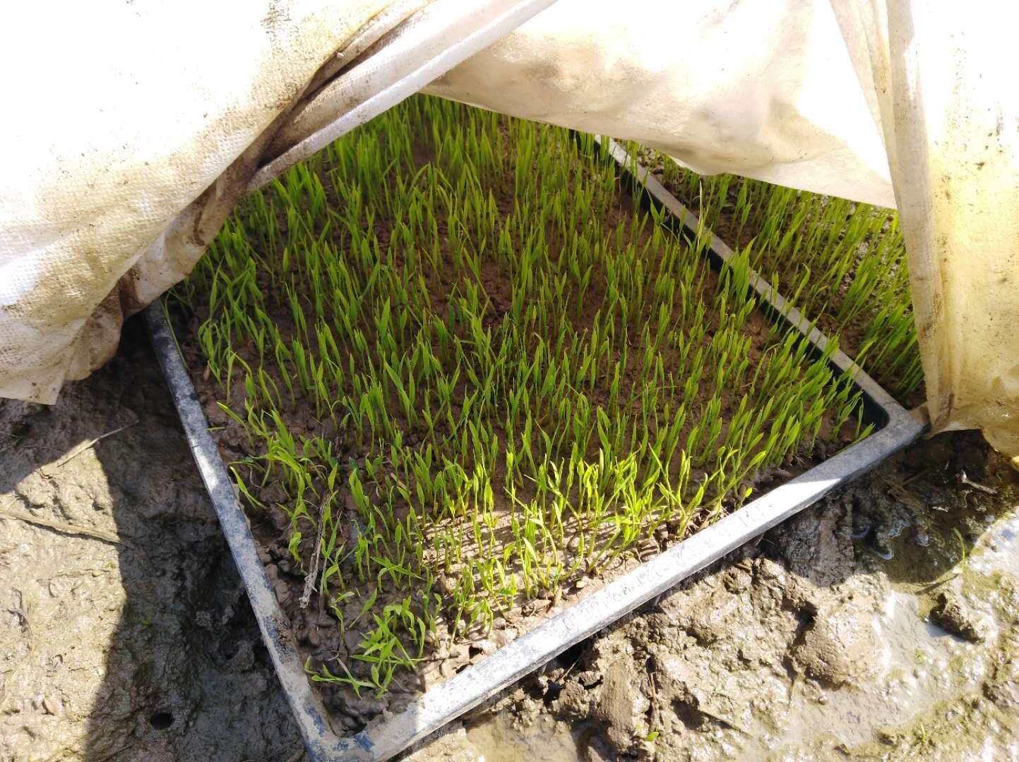 有机水稻操作时间安排