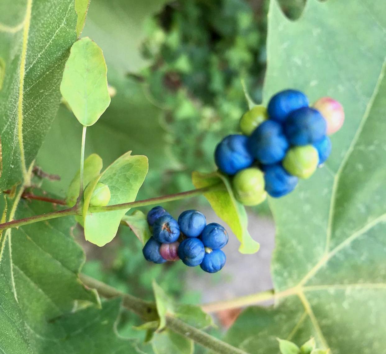 百度爱采购首页 商品专题_杠板野外的植物可以说是丰富多彩,各种各样