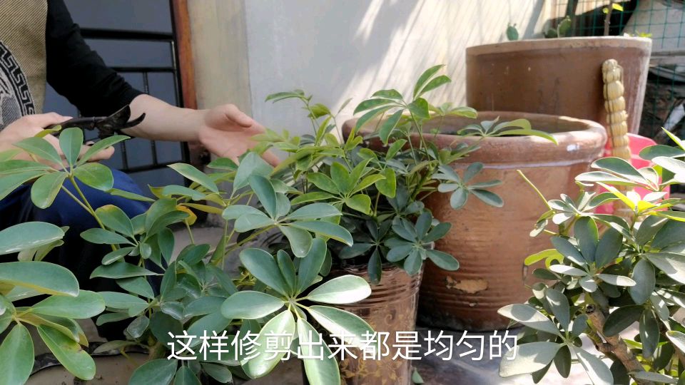鸭脚木该怎样修剪?只需定期剪上两刀,枝繁叶茂更容易成型