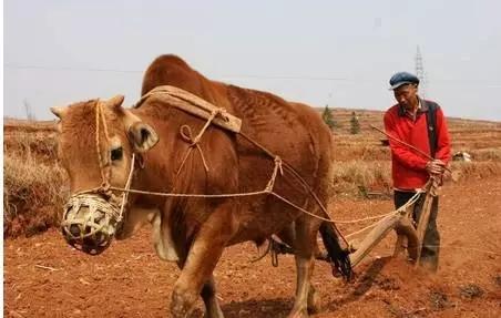 李现森:"豁子叔"的烦心事——谁来种地?