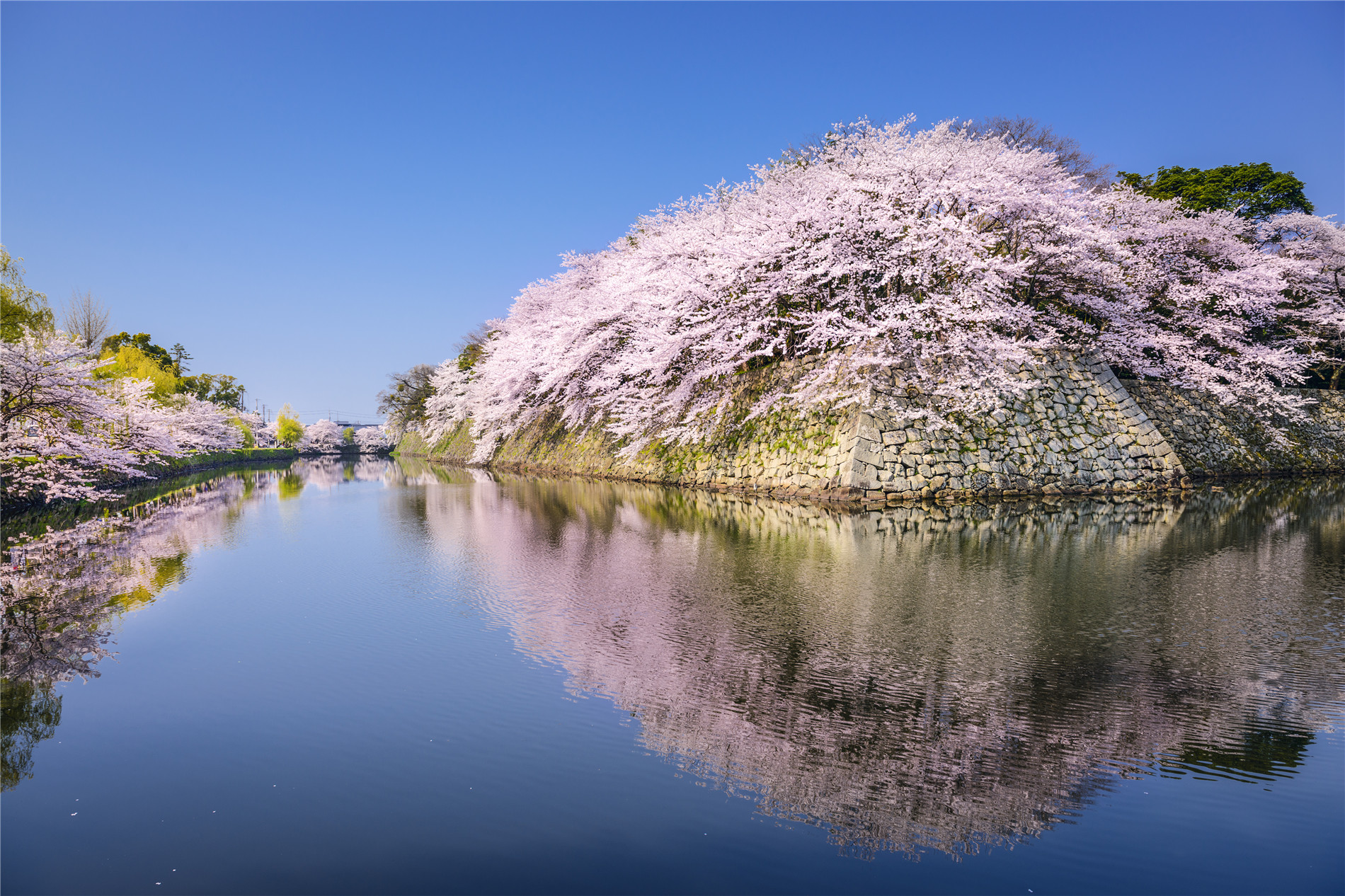 落英缤纷,浪漫樱花,每次的樱花盛开就像是来到花的海洋