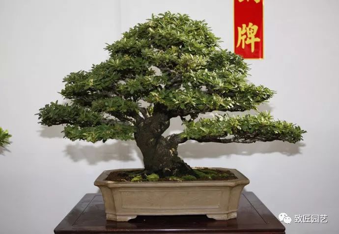 小品盆栽成组(七点组)---所谓七点,即六树加一草.