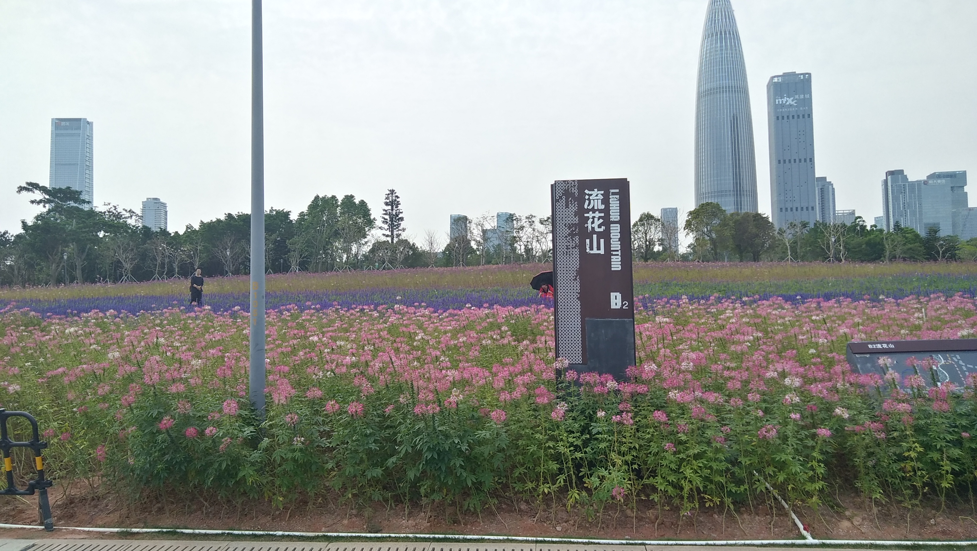 现在来深圳湾流花山,就像走到一个花的海洋,海洋上